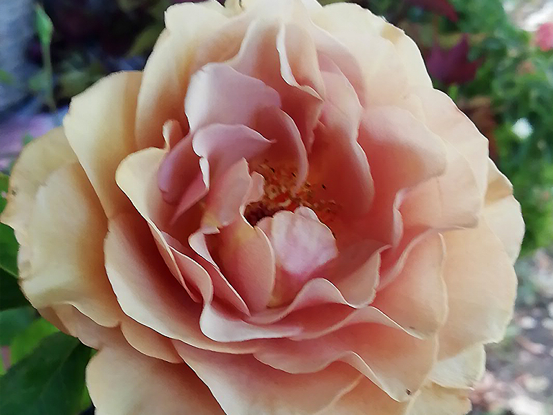 Mocha Rose, Moka Rose